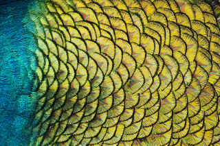 Illustration for article titled Diez bellísimos ejemplos de fractales en la naturaleza